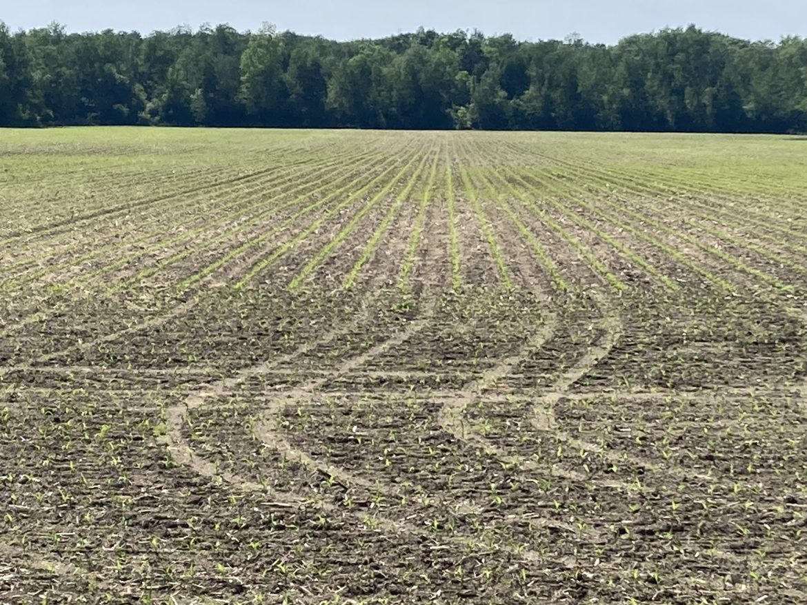 Springtime in Huron County; a field with light furrow marks and spring sprouts.